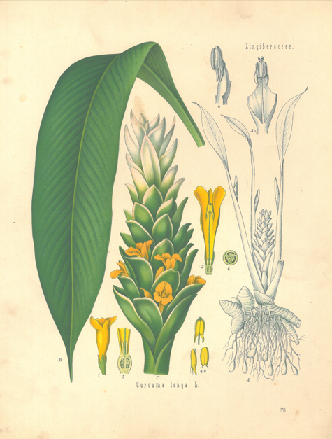 turmeric